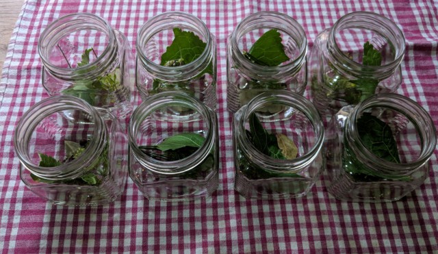 Чесночок на зиму