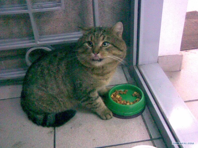 Котовторник. А как же?!