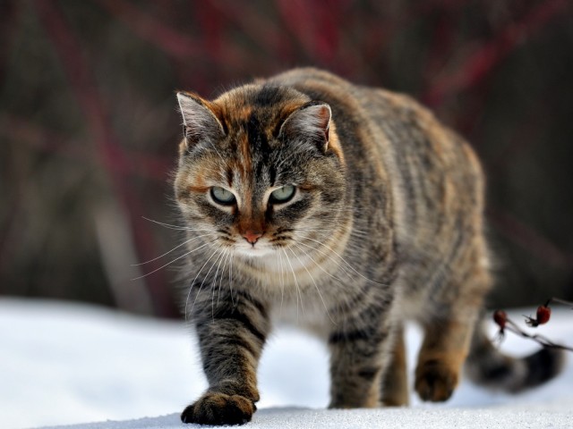 Котовторник