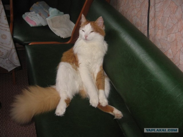 Котовторник в "КотоГетто"