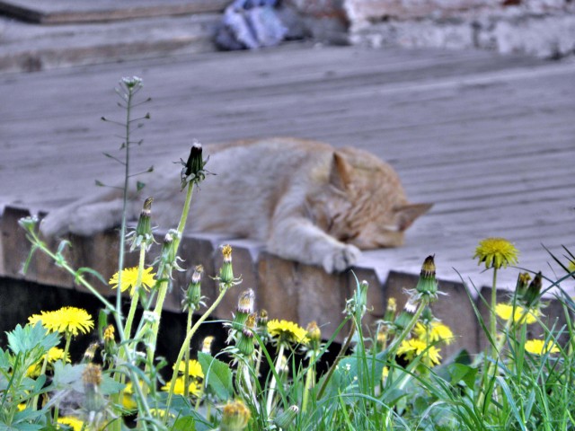 Котовторник 1.11.11