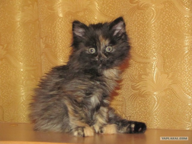 Котовторник!