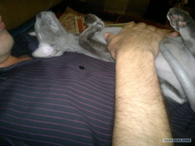 Котовторник (28.02.2012)
