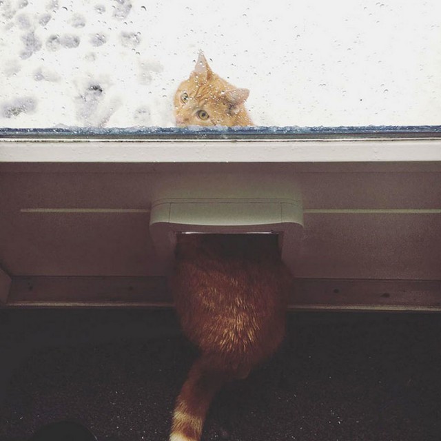 Прикольных котов пост