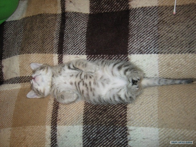 Котовторник 10.04.2012