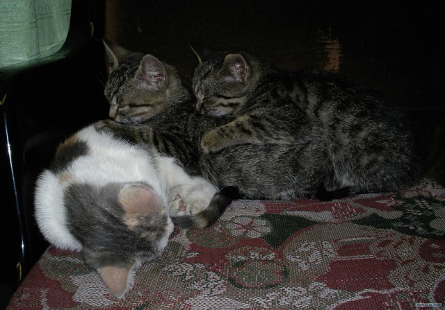Котовторник 24.04.2012