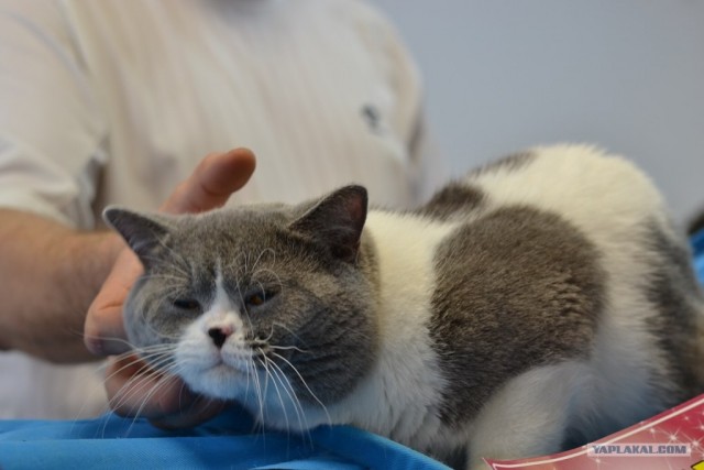 Котовторник   5.06.2012