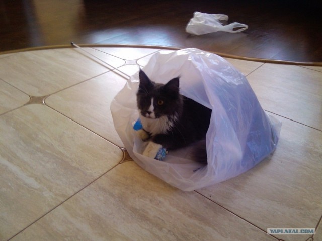Котовторник  19.06.2012