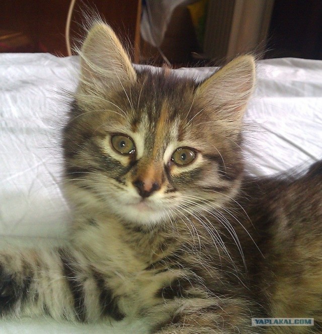 Котовторник  4.09.12