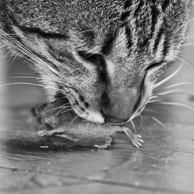 Везучая мышь