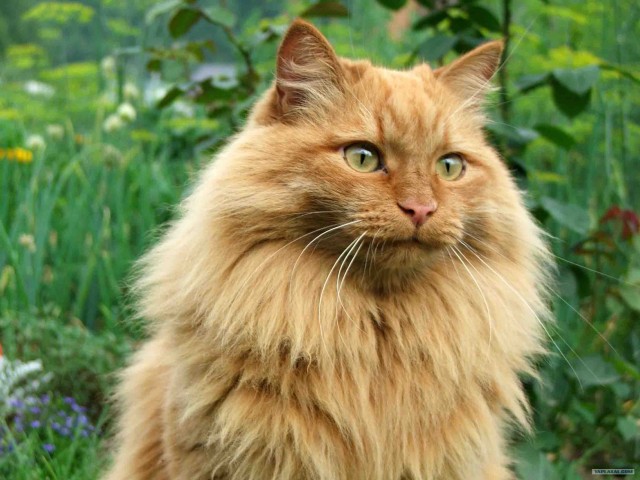 16 лучших котов сезона