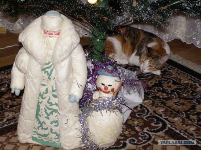 Новогодний Котовторник 01.01.2013