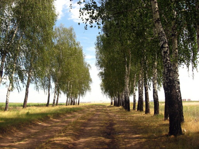 Красота сельских дорог