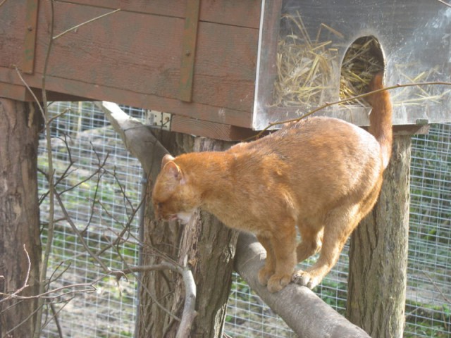 Дикий котовторник