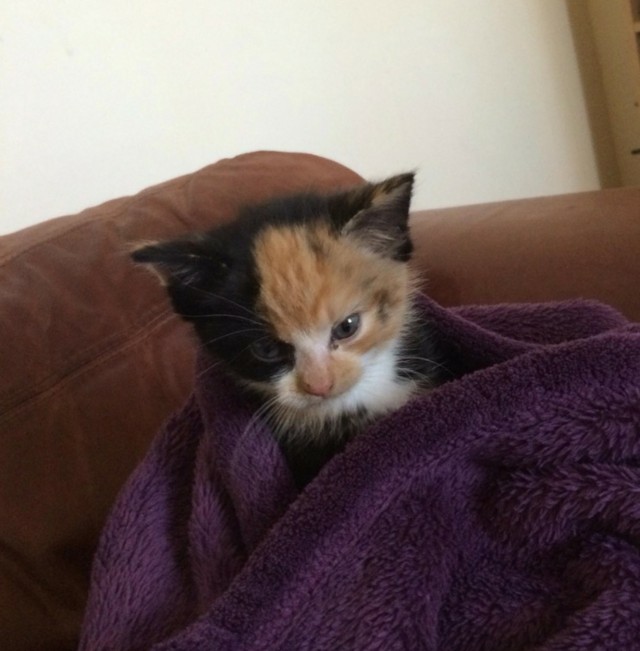 Забавные фото котеек