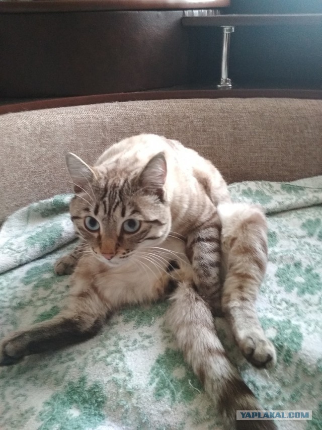 Котовторник от генерала мяу