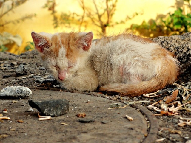 Забавные фото котеек
