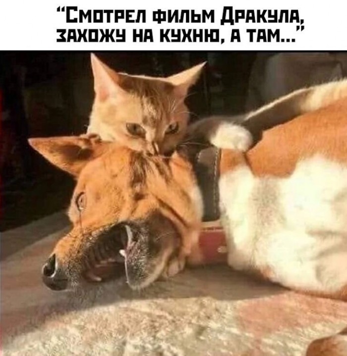 Немного картинок для настроения 26.01.20