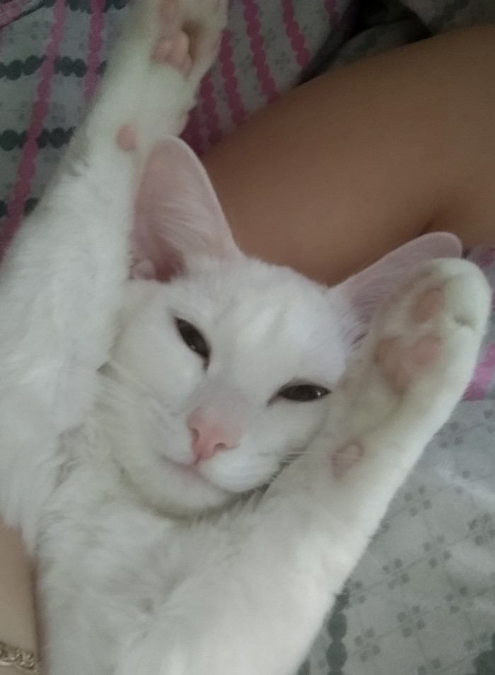 Что значит поза, в которой спит твоя кошка
