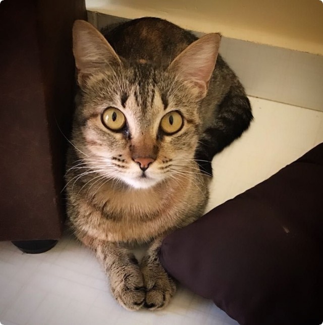 Котофеев пост