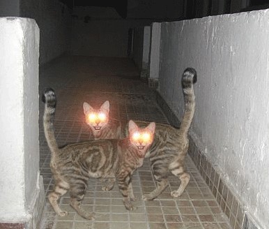 Фотожаба: Кот отакует!