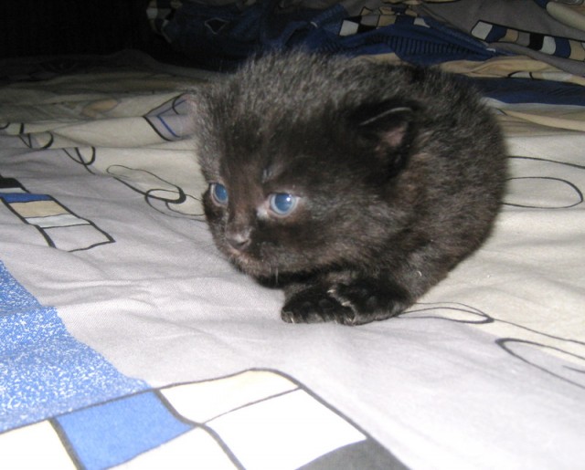 Котёнок для Снегурочки