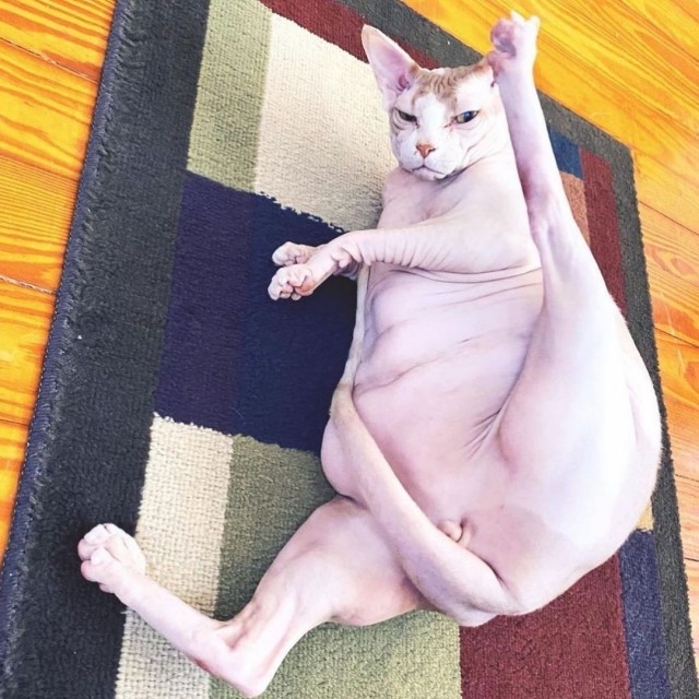 Уличные котаны