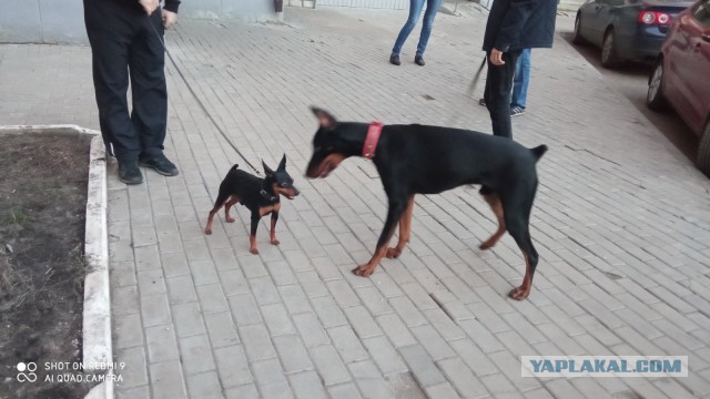 ЯПовские сцобакены