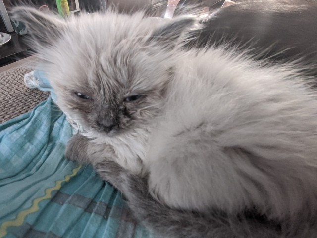 Кот Василий