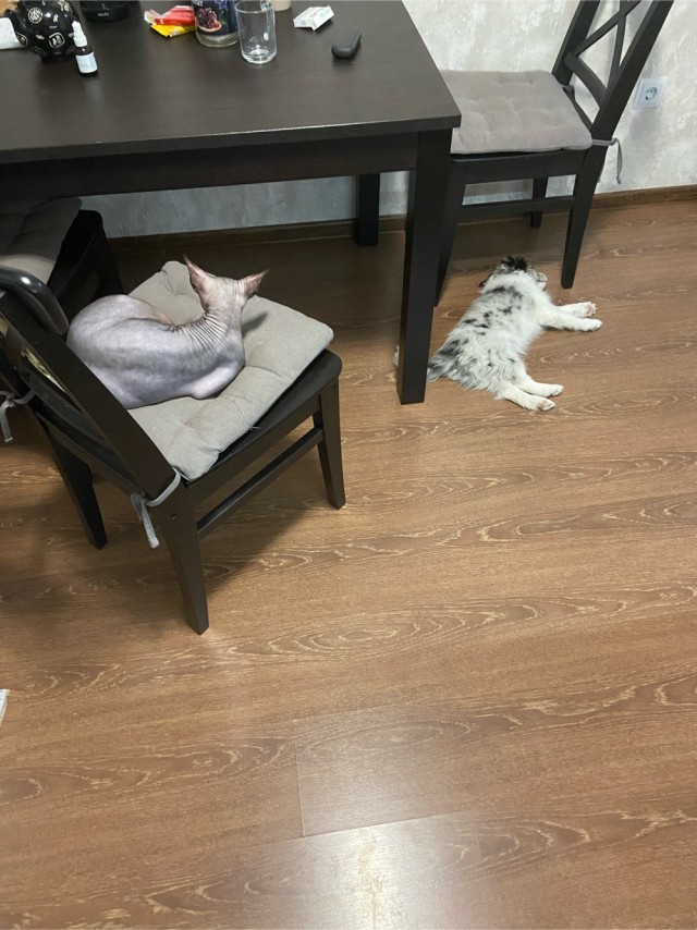 Вторник. Котэ. Пора
