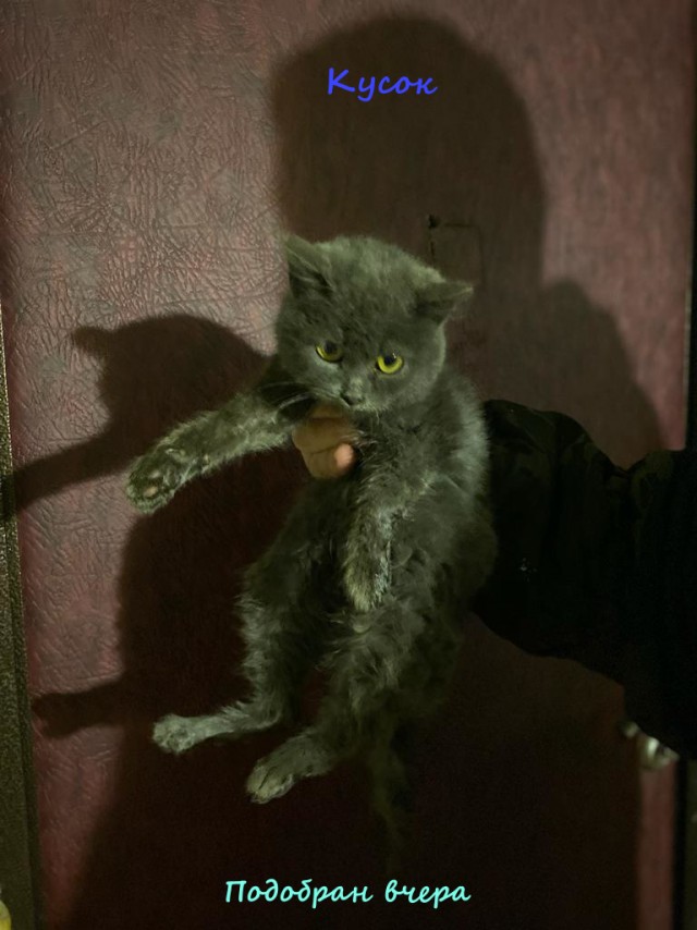 Жизнь домашнего приюта "Котоленд" 316