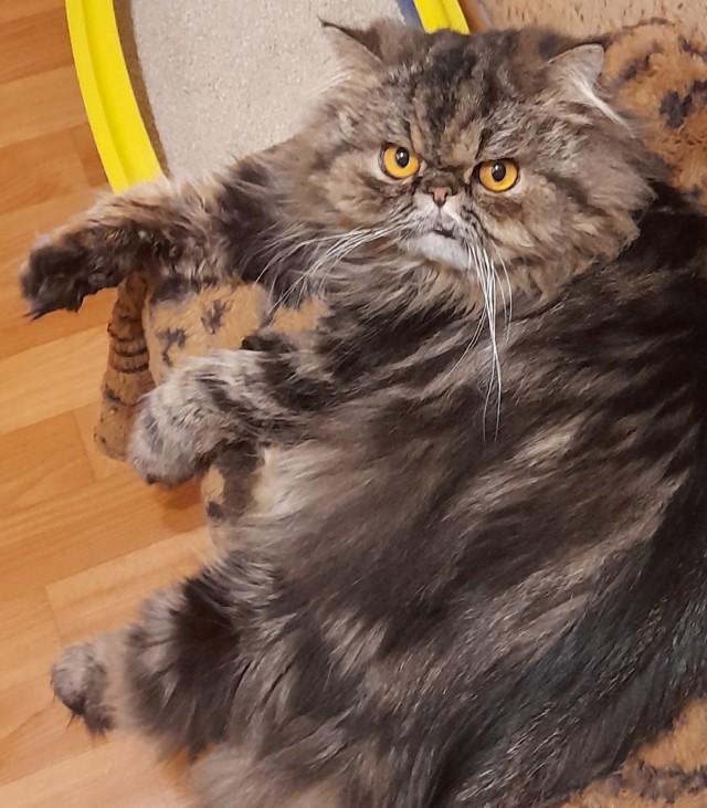 Что-то котовторник никто не начинает...