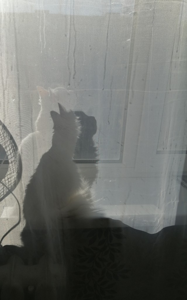 Котовторниковское