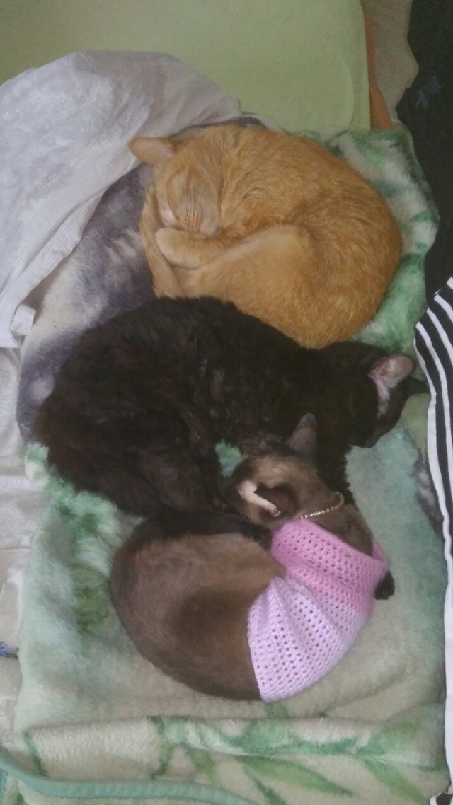 Котовторник вроде.