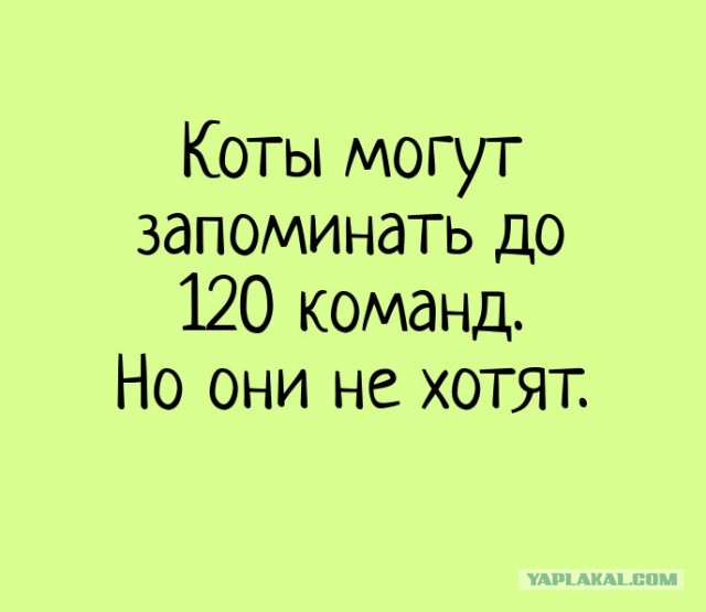 Забавные и смешные картинки на котовторник