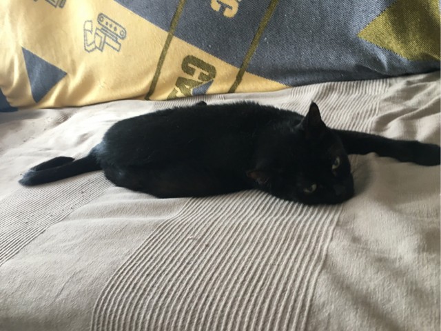 Котовторник! Пара фоток суровых котов.