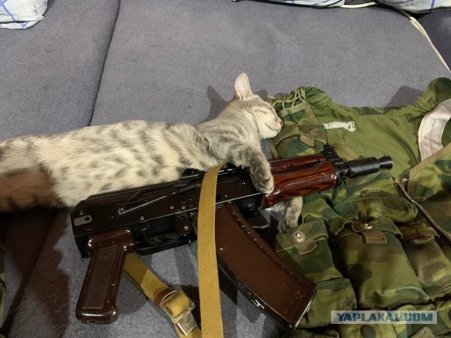 Кошка талисман или АСОшка!