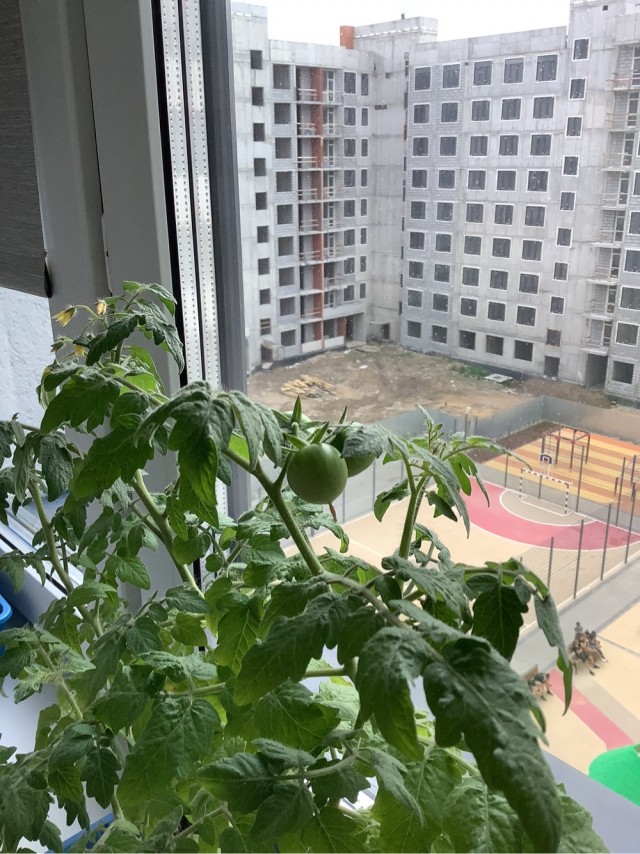 Дела огородные