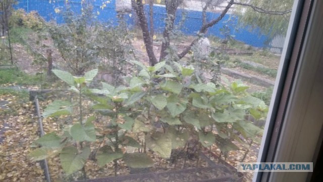 За окном