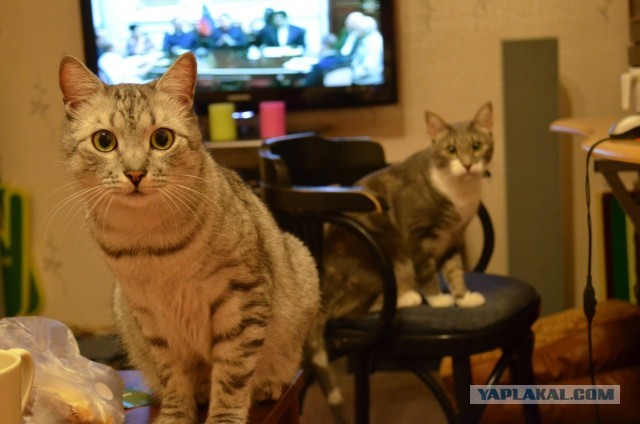 Котовторник  19.03.2013