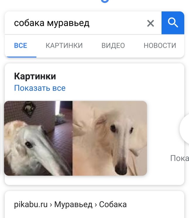 Начинаем собакочетверг!