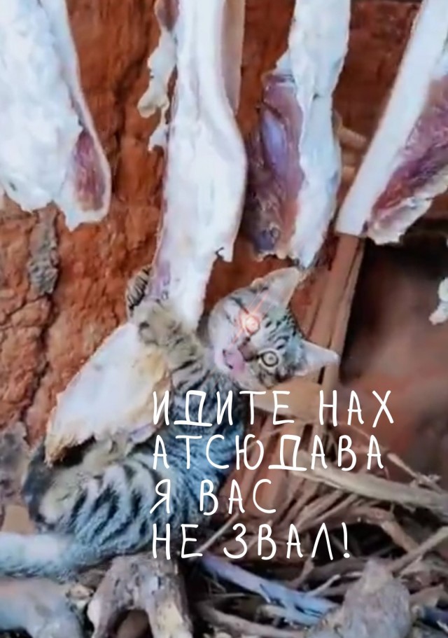 Проверил на готовность, хозяин!