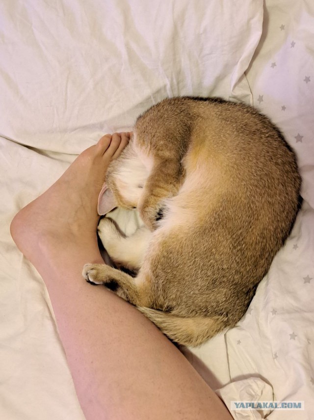 Начинаем котовторник.