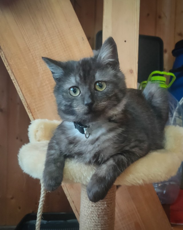 Сегодня всемирный день кошек!