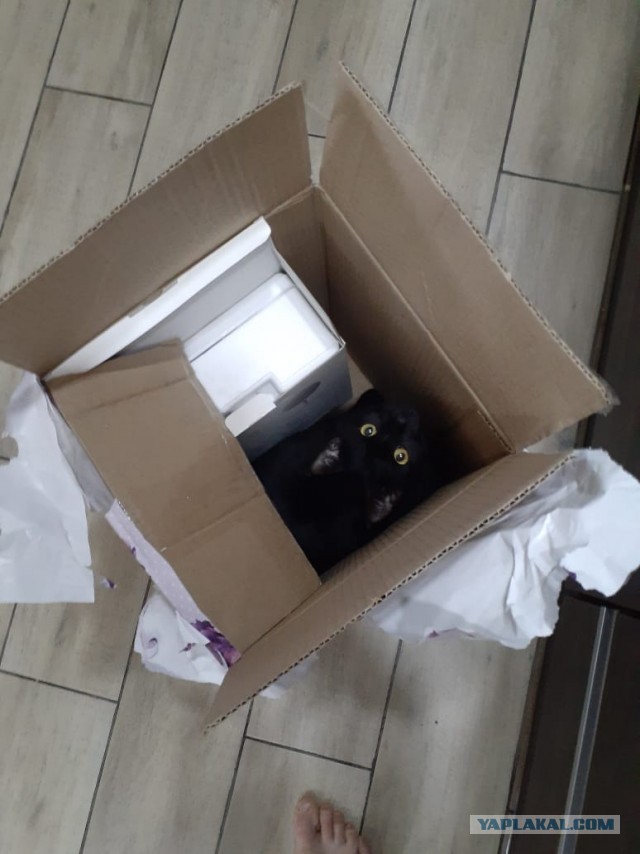 Котовторник. Было - стало