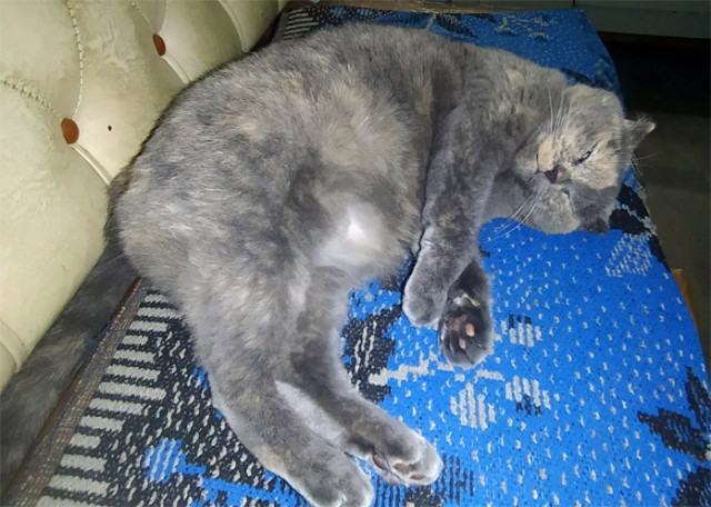 Котовторник