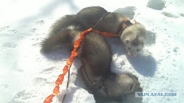 Новорожденные хорята (видео)