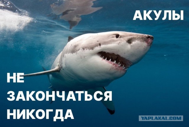 Акула насмерть загрызла мужчину в Хургаде. Всё произошло недалеко от пляжа отеля Dream Beach