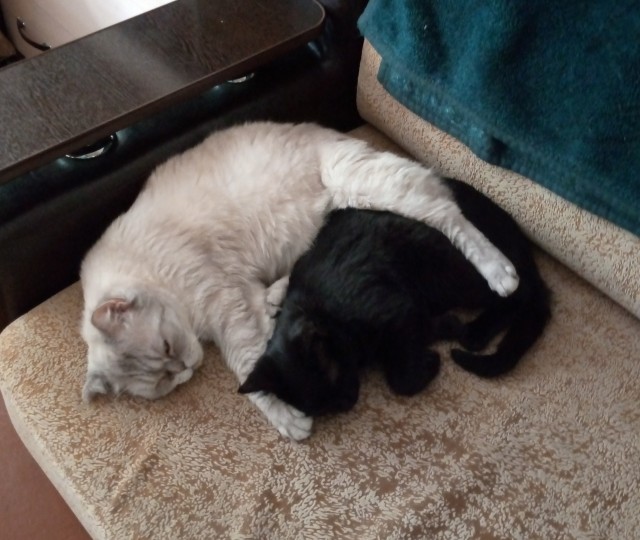 К котовторнику