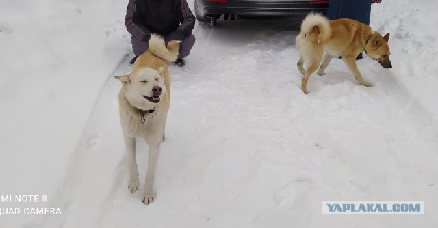 Раздвоение кошачьей личности